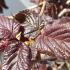 Corylus Avellana Red Majestic, or Red Majestic Hazel, is a striking deciduous shrub with deep red, twisted branches and vibrant, dark green foliage, adding visual interest and texture throughout the year.