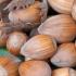 Corylus Webbs Prize Cob - hazelnut trees and cob nut trees for sale online with UK and Ireland delivery.