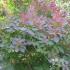 Cotinus Coggygria or Venetian Sumach or Smoke Tree for Sale Online