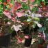 Cotinus Grace Shrub, Buy Online Nationwide