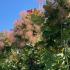 Cotinus Coggygria Old Fashioned Smoke Bush is a deciduous shrub with dramatic, smoky purple-pink flower clusters and vibrant autumn foliage, offering year-round interest and texture.