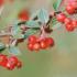 Cotoneaster Franchetii or Franchets Cotoneaster