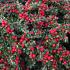 Autumn leaves and berries of Cotoneaster Horizontalis, UK garden