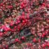 Cotoneaster Horizontalis showing lateral growth, perfect for covering banks and low maintenance areas.