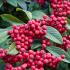 Cotoneaster Lacteus or Late Cotoneaster, evergreen shrub with red berries, buy online UK delivery