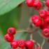 Cotoneaster Lucidus Hedge or Peking Cotoneaster is often used for hedging due to upright growth habit