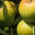 Close up detail of apples Coxs Orange Pippin, grown as a pleached tree, buy online UK