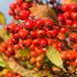 Crataegus Crus-Galli or Cockspur Hawthorn Tree