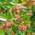 Crataegus Lavallei Carrierei or Cockspur Thorn trees have masses of creamy coloured flowers with pink centres in spring followed by red haws in autumn, buy UK.