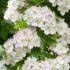 Crataegus Monogyna Compacta Hawthorn in full bloom. These are full standard shaped trees.