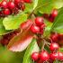 Crataegus Persimilis or Hawthorn Tree, quality trees for sale online UK delivery.