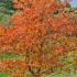 Crataegus Persimilis Prunifolia Splendens Hawthorn, a showy hawthorn cultivar showing its abundance of red berries