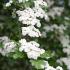 Crataegus Laevigata Plena Hawthorn, a very showy hybrid covered with double white flowers in May. For sale as mature full standard trees on 2 Metre clear stems, buy UK