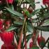 Crinodendron Hookerianum known as  Chilean Lantern Tree