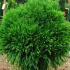 Cryptomeria Japonica Globosa Nana, Low growing conifers for sale at Paramount Plants and Gardens