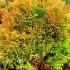 Cryptomeria Japonica, Winter Foliage, Buy online. UK