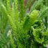 Foliage detail of Cryptomeria Japonica Sekkan Sugi Japanese Cedar, buy these trees online UK