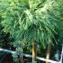 Cryptomeria Japonica Topiary Trees For Sale Online