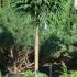 Cryptomeria Japonica or Japanese Cedar topiary full standard tree for sale at Paramount Plants - London topiary specialists