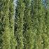 Cupressocyparis Leylandii 2001 has an upright dense habit and fast growth rate 