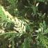 Variegated Leyland Cypress trees for sale UK