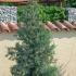 Cupressus Arizonica Fastigiata upright conifer, Blue Arizona Cypress buy UK