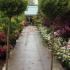 Cupressus Goldcrest Topiary Lollipop Trees