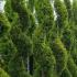 Cupressus Goldcrest spirals to buy online UK delivery