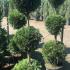 Leyland Cypress 3 Ball Topiary - 3 similar-sized topiary balls on a single stem