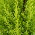 Cupressus Macrocarpa Goldcrest or Monterey Cypress Goldcrest can be used for hedging or screening