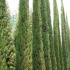 Italian Cypress Tree or Cupressus Sempervirens, for sale at Mediterranean Tree Nursery, London UK