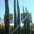 Cupressus Sempervirens Extra Tall, Trees, London UK - for sale in London and online at Paramount Plants.