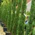 Cupressus Sempervirens, 2m height trees for sale at our London garden centre & online.