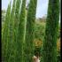 Cupressus Sempervirens Trees, Trees for sale in London & Online UK