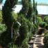 Cupressus Castlewellan Spiral Topiary - specialist topiaries for sale in London & Online from Paramount Plants, UK