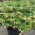 Acer Palmatum Little Princess Japanese Acer, 