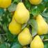 Rounded apple-shaped golden fruits of Cydonia oblonga Champion Fruiting Quince