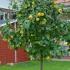 Cydonia Oblonga Cydora Robusta fruiting quince trees in fruit