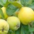 Cydonia Oblonga Leskovack Quince trees for sale, part of our extensive fruit tree collection to buy online with UK delivery.