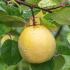 Cydonia Oblonga Ludovic Quince Tree has exceptionally beautiful blossom and large fragrant apple-shaped fruits.