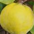 Cydonia oblonga Portugal Portugal Quince, a well-loved variety of fruiting quince producing large golden pear-shaped autumn fruits