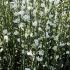 White Warminster broom shrubs, flowering, these are for sale at our UK plant centre