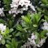 Daphne Transatlantica Eternal Fragrance shrubs for sale online UK delivery