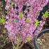 Daphne plant flowering in March in the UK