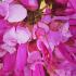 Close up of the flowers of Daphne Mezereum, Spring flowering shrubs UK