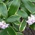 Daphne Odora Aureomarginata. Variegated Daphne Winter Daphne, pink flowering plants for sale online UK delivery