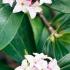 Daphne Odora pink winter flowering Daphne Plants for sale Online UK & IRL