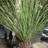 Dasylirion Serratifolium, Spiky and Succulents, UK