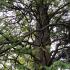 Metasequoia Glyptostroboides or Dawn Redwood mature tree showing full grown shape, growing in an arboretum