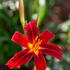 Hemerocallis Day Lily Crimson Pirate, exotic looking perennial flowers throughout the summer, buy online UK